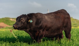 Қишлоқ хўжалиги кластери Жиззах вилоятидаги ерларни суғоришга 8,8 миллион доллар сармоя киритди