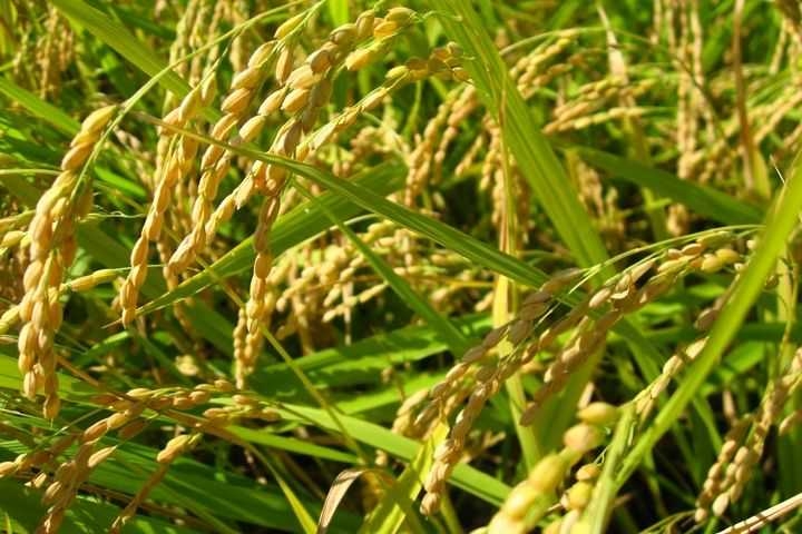 Светлоград секс тіркеусіз Эротикалық қисық майлар