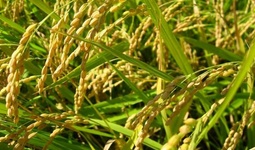 Sholichilik klasterlari tashkil etiladi