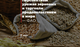 Перспективы урожая зерновых и торговли продовольствием в мире — ФАО