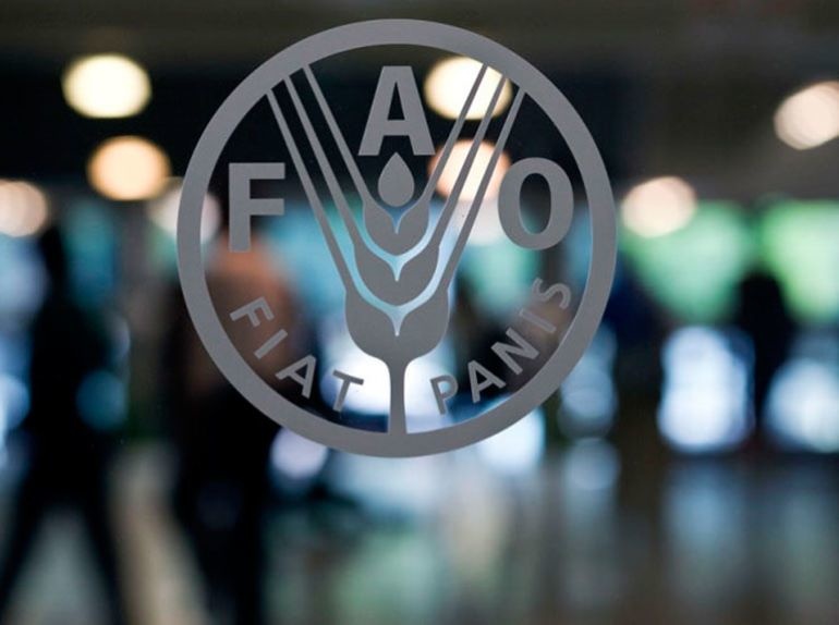 В мае ФАО зафиксировала очередное снижение глобальных цен на продовольственное сырье