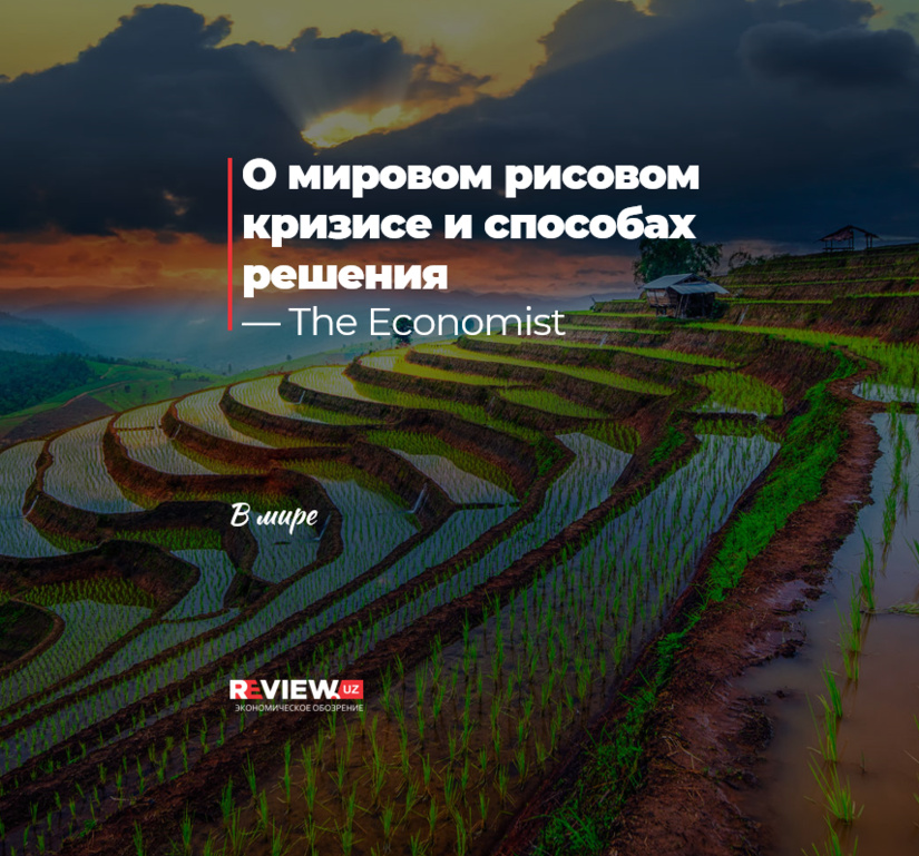 О мировом рисовом кризисе и способах решения О мировом рисовом кризисе и способах решения