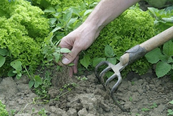 Томорқа ер эгаларига кредит ажратилади Томорқа ер эгаларига кредит ажратилади