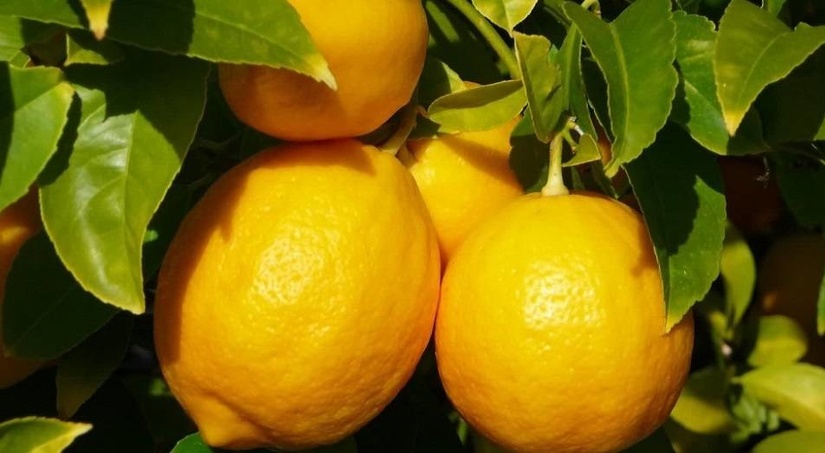 Кооперации по выращиванию лимонов начнут субсидировать