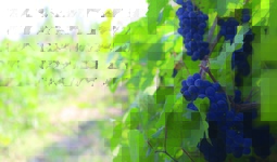 Экспортный потенциал узбекских виноградников