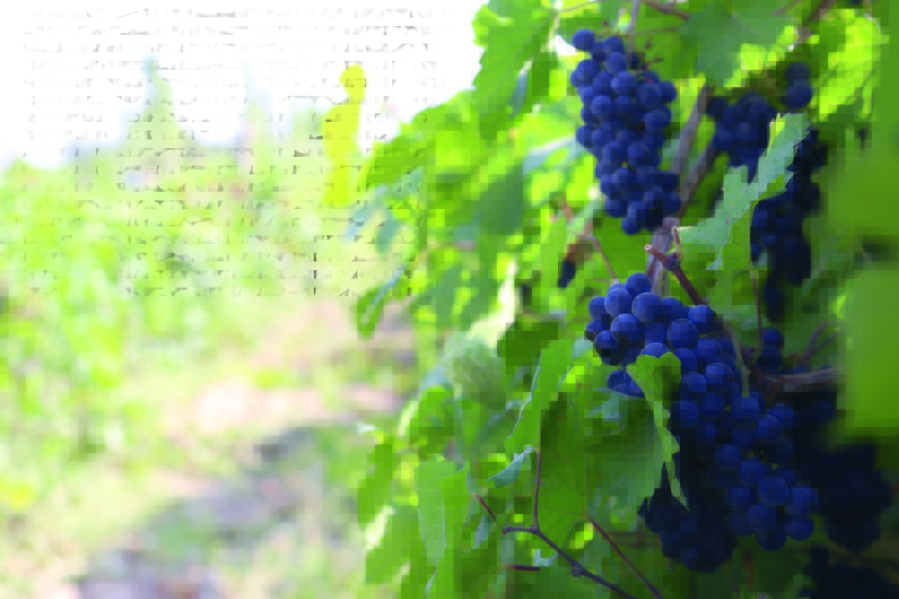 Экспортный потенциал узбекских виноградников