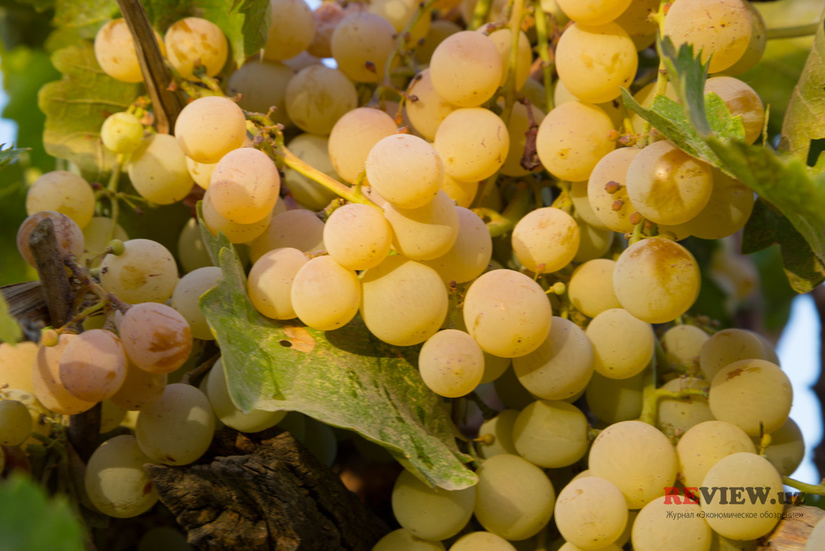 Потери урожая винограда в Узбекистане составляют не менее 30%