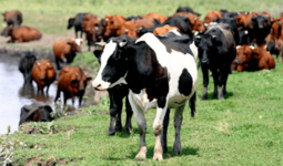 Казахстан ввел запрет на вывоз коров, овец и коз