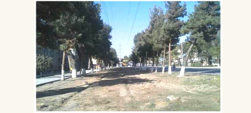 В Госкомэкологии объяснили массовую вырубку деревьев в Ташкенте