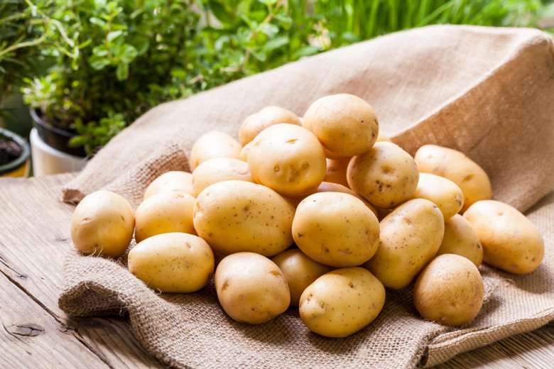 Har yilgidan kamida 10 foizga ko‘p maydonga kartoshka ekilishi uchun urug‘lik zaxirasi yaratiladi Har yilgidan kamida 10 foizga ko‘p maydonga kartoshka ekilishi uchun urug‘lik zaxirasi yaratiladi