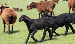 Узбекистан расширяет поддержку животноводства