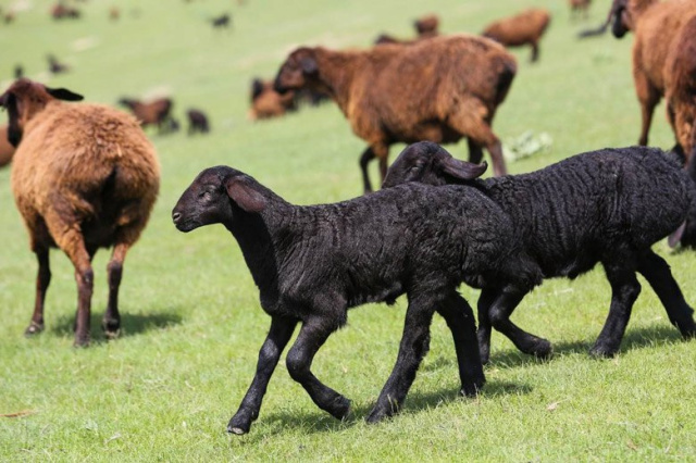 Узбекистан расширяет поддержку животноводства Узбекистан расширяет поддержку животноводства