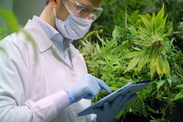Texnik kannabis yetishtirish bilan kimlar shug‘ullanishi mumkin? Texnik kannabis yetishtirish bilan kimlar shug‘ullanishi mumkin?