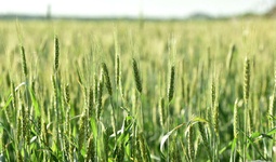 В Узбекистане начнут создавать зерновые кластеры
