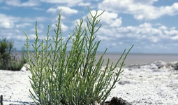 Использование солеустойчивых растений для мелиорации засоленных почв