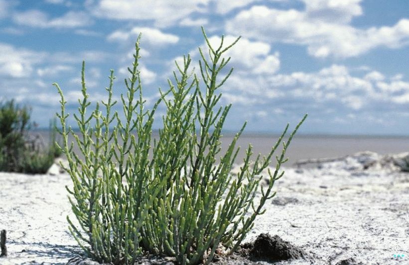 Использование солеустойчивых растений для мелиорации засоленных почв