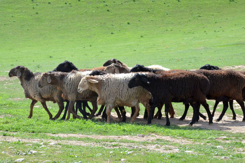 Импорт қилинган қоракўл зотли қўйларнинг ҳар бир эмбрионига давлат бюджетидан субсидия берилади Импорт қилинган қоракўл зотли қўйларнинг ҳар бир эмбрионига давлат бюджетидан субсидия берилади
