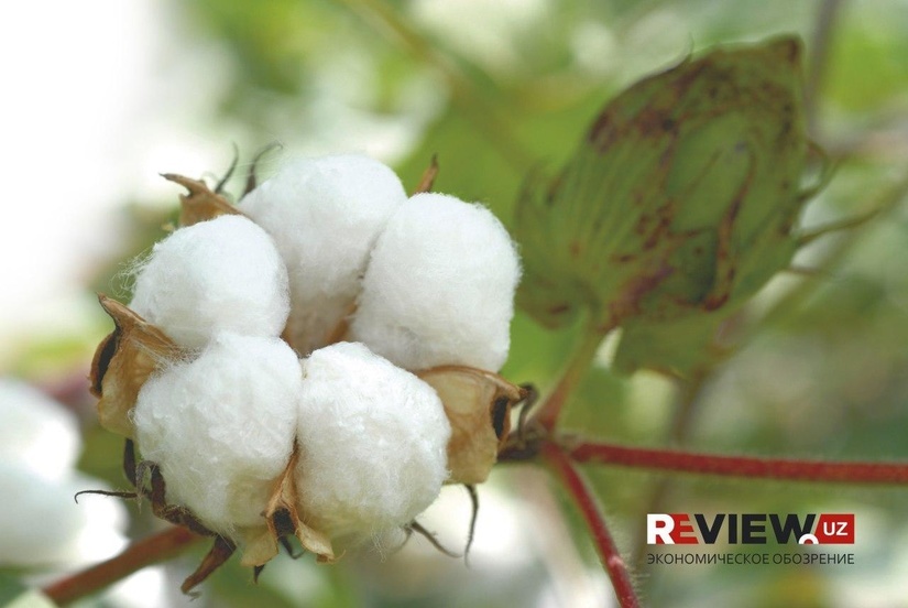Ўзбекистонда жорий йилда қанча пахта ҳосили йиғиб олинди? Ўзбекистонда жорий йилда қанча пахта ҳосили йиғиб олинди?