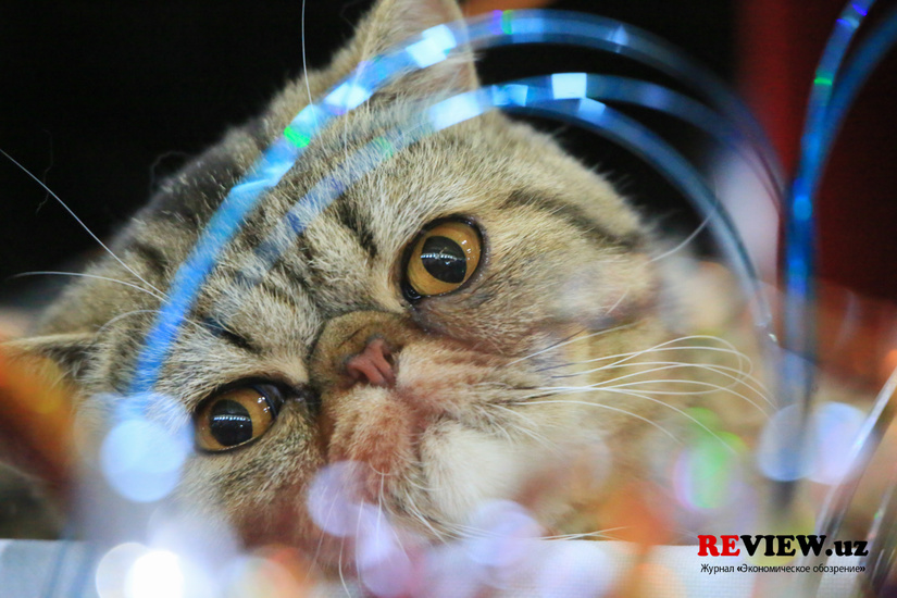Фоторепортаж: выставка кошек в Ташкенте CAT WORLD 2019