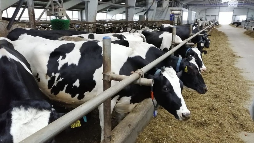 Узбекистан сократил импорт крупного рогатого скота Узбекистан сократил импорт крупного рогатого скота