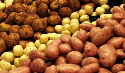Ўзбекистонда ўтган йилга нисбатан 101,6 % кўп картошка етиштирилди