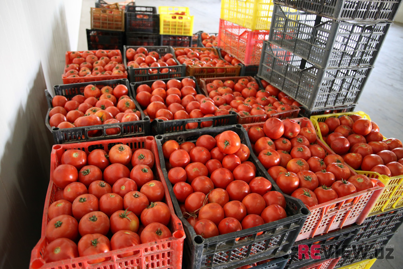 Россияга Тошкент вилоятидан помидор ва қалампирлар олиб кириш тақиқланди Россияга Тошкент вилоятидан помидор ва қалампирлар олиб кириш тақиқланди