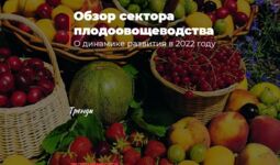 Обзор сектора плодоовощеводства