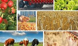 Strategy of New Uzbekistan for 2022 - 2026: agriculture