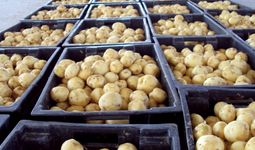 Картошка, пиёз, сабзи, гуруч маҳсулотларининг захира ҳажмлари белгиланди