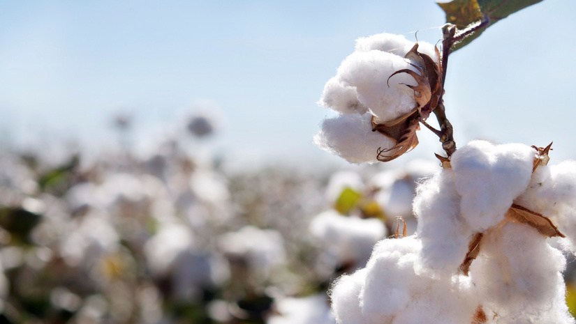 Cotton Campaign опубликовала ответ Министерству занятости и трудовых отношений Узбекистана Cotton Campaign опубликовала ответ Министерству занятости и трудовых отношений Узбекистана