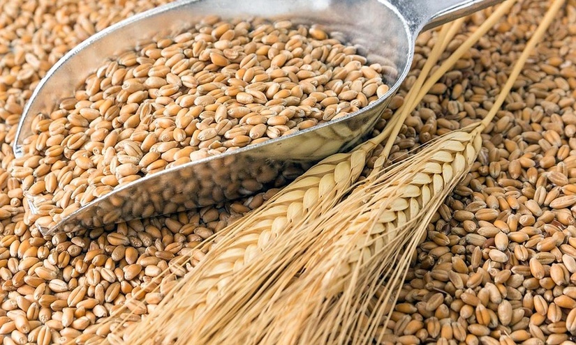 С урожая 2020 года поэтапно отменяется практика производства зерна на основе госзаказа