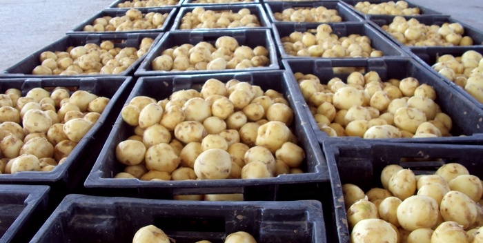 Картошка, пиёз, сабзи, гуруч маҳсулотларининг захира ҳажмлари белгиланди