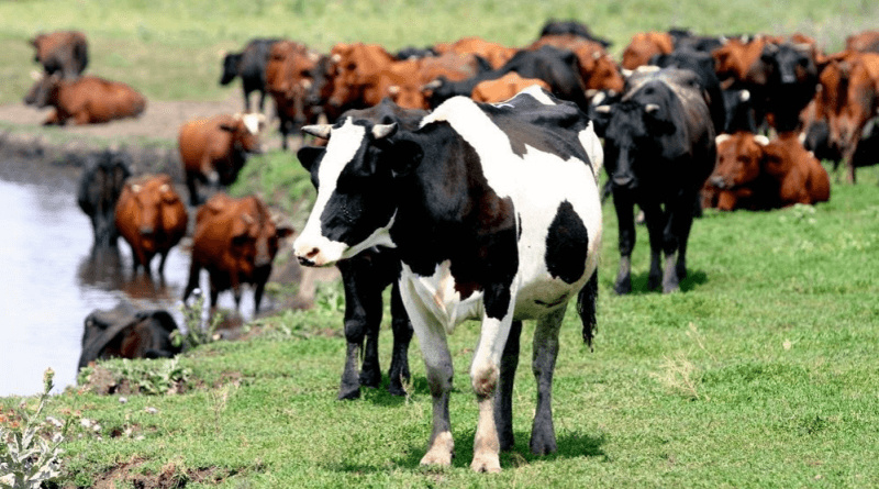Казахстан не будет вводить полный запрет на вывоз скота из-за высокого спроса в Узбекистане