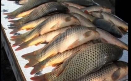 В 2020 году экспорт рыбной продукции может достигнуть $5 млн В 2020 году экспорт рыбной продукции может достигнуть $5 млн