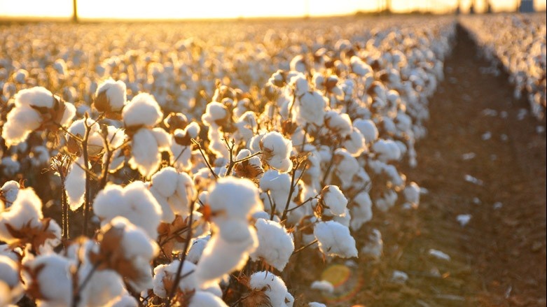 Prezidentning paxta yig‘im-terim xarajatlarini moliyalashtirish to‘g‘risidagi qarori qabul qilindi Prezidentning paxta yig‘im-terim xarajatlarini moliyalashtirish to‘g‘risidagi qarori qabul qilindi