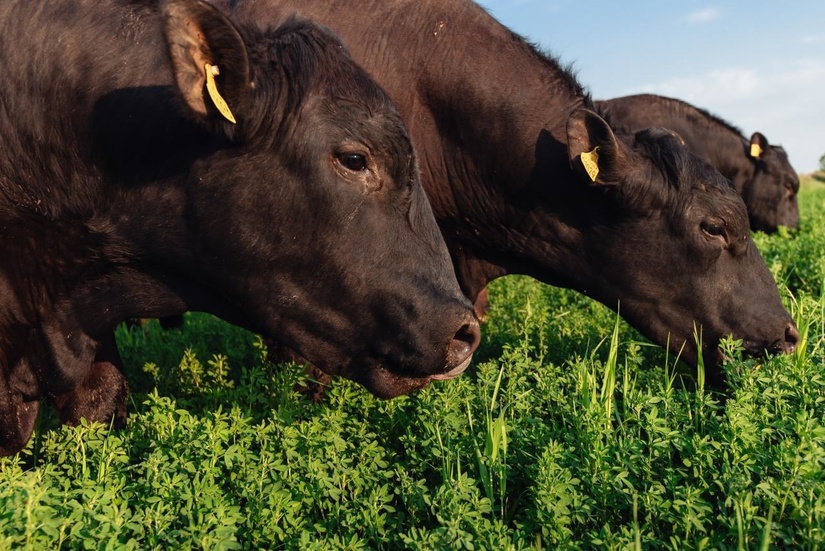 Jizzax Organic қишлоқ саноати кластери Жиззах вилоятида 250 иш ўрнини яратди Jizzax Organic қишлоқ саноати кластери Жиззах вилоятида 250 иш ўрнини яратди