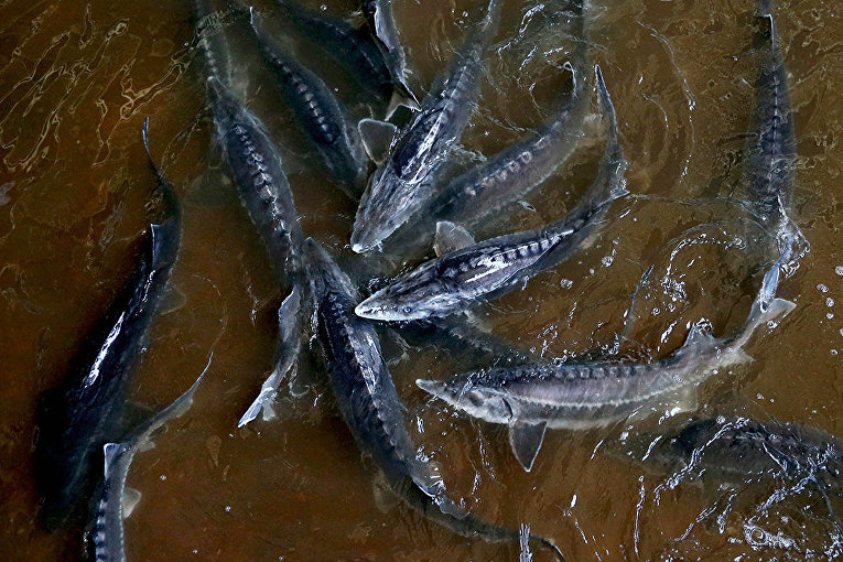 В Узбекистане наладят интенсивное выращивание деликатесных видов рыбы В Узбекистане наладят интенсивное выращивание деликатесных видов рыбы