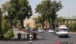 Введен мораторий на вырубку ценных видов деревьев