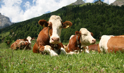 Узбекистан импортирует скот из Украины