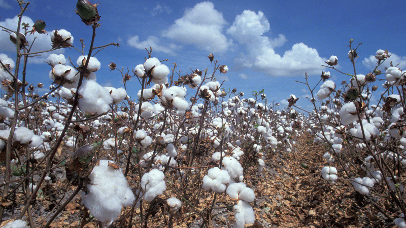 Исключение узбекского хлопка из цепочек поставок Cotton Campaign прокомментировал глава МИВТ Исключение узбекского хлопка из цепочек поставок Cotton Campaign прокомментировал глава МИВТ