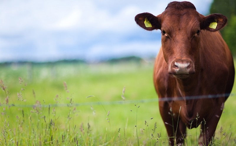 Минсельхоз Казахстана полностью запретит вывоз живого скота