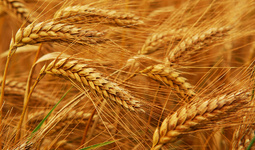 Экспорт казахстанской пшеницы сократится из-за Узбекистана