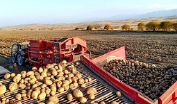 Картошка етиштирувчи фермер хўжаликларига 12 ой муддатгача тижорат кредитлари ажратилади