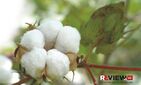 Cotton Campaign O‘zbekiston paxtasiga e’lon qilingan global boykotni to‘xtatdi