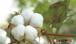 Cotton Campaign O‘zbekiston paxtasiga e’lon qilingan global boykotni to‘xtatdi